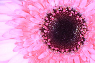 Close-up of pink daisy flower