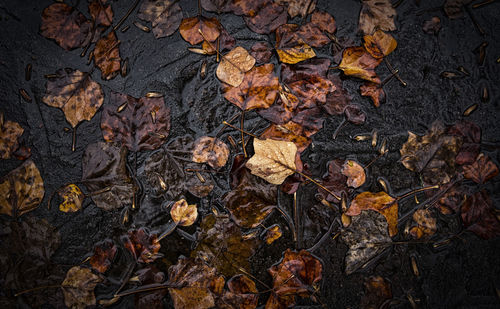 High angle view of dry leaves on street