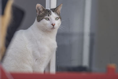 Close-up of a cat looking away