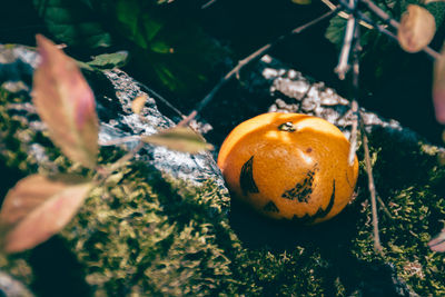 Close-up of hand holding orange