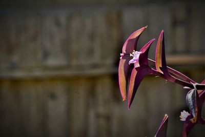 Close-up of flower blooming outdoors