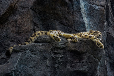 Cat resting on rock