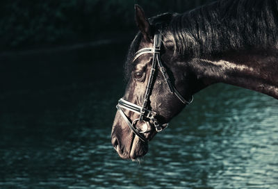 Close-up of a horse