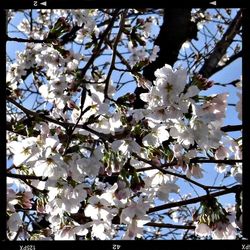 Low angle view of apple blossoms in spring