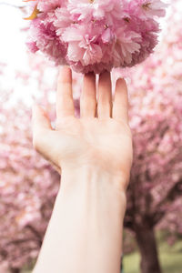 Close-up of hand holding cherry blossoms