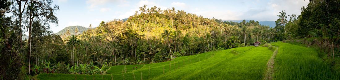 Panoramic shot of trees on field against sky