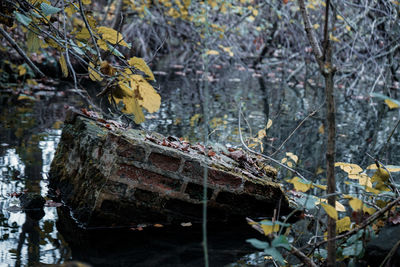 Scenic view of lake in forest