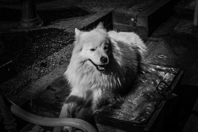 High angle view of dog relaxing on manhole