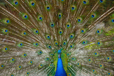 Full frame shot of peacock