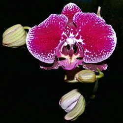 Close-up of flower against black background