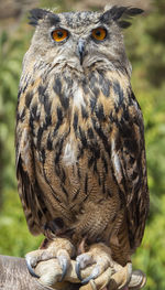 Falcon bird sitting on a human arm close up