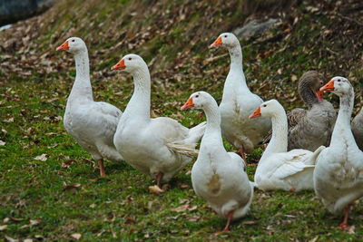 A group of white ducks and geese 