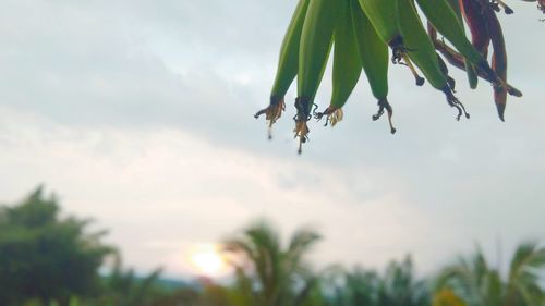 Close-up of lizard on tree against sky