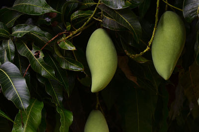 Green mangoes on the tree