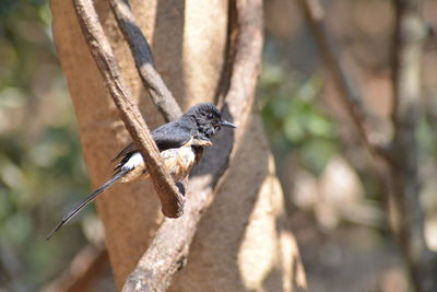 Close-up of bird perching on tree trunk