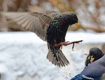 Birds flying in snow