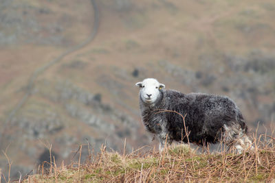 Side view of an animal on field