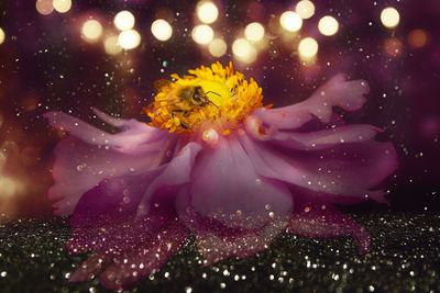 Close-up of wet yellow flower