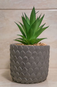 Close-up of succulent plant on table