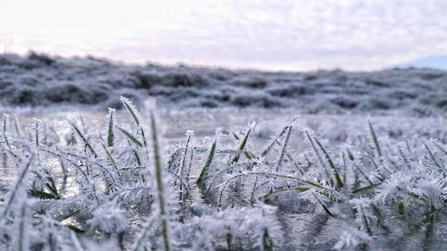 Close-up of frozen plants on land