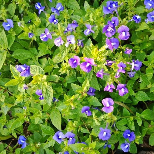 flower, purple, freshness, fragility, growth, petal, beauty in nature, plant, flower head, blooming, high angle view, nature, leaf, full frame, in bloom, green color, backgrounds, field, park - man made space, abundance