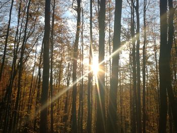 Trees in forest against sky at sunset