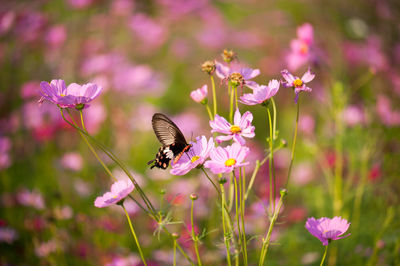 Close-up of butterfly pollinating on pink flower