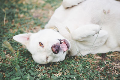 High angle view of white dog on field