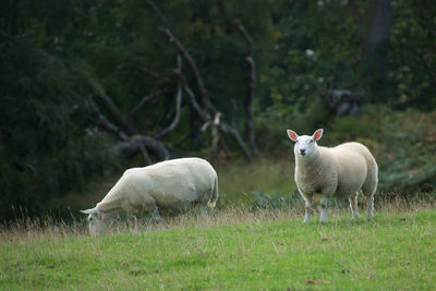 Sheep in a field