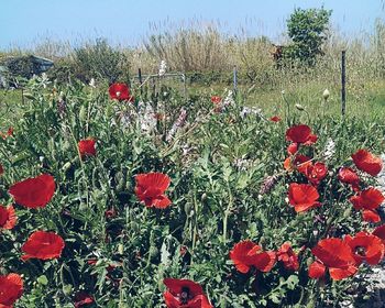 Red poppies blooming in field