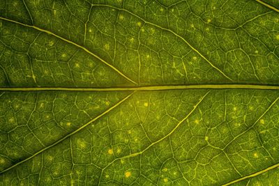 Full frame shot of fresh green plant