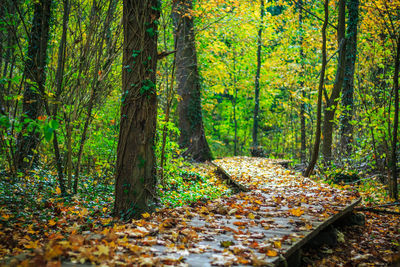 Leaves on boardwalk amidst trees in forest