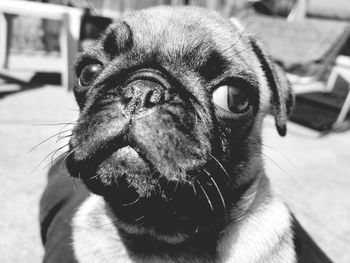 Close-up portrait of dog sticking out tongue