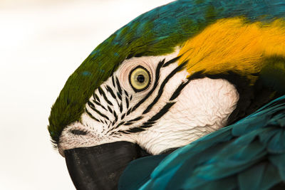 Close-up of a parrot