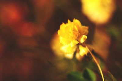 Close-up of yellow flowering plant