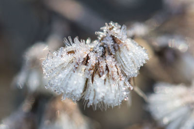 Close-up of white flowers