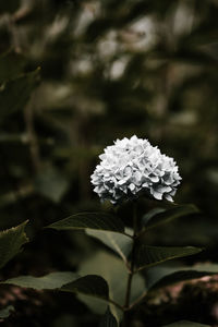 Close-up of white flowering plant