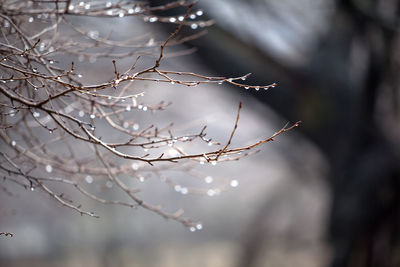 Close-up of water drops on bare tree