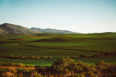 Scenic view of agricultural field against clear sky