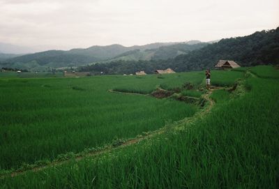 Scenic view of agricultural field against sky