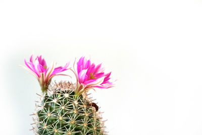Close-up of pink cactus flower against white background