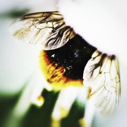 Close-up of flower against blurred background
