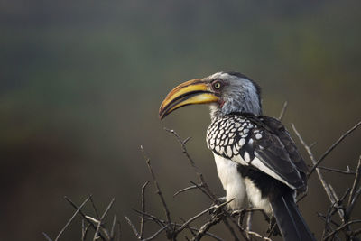 Close-up of hornbill bird perching on branch