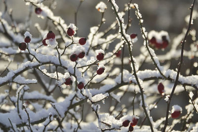 Close-up of snow covered tree