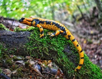 Close-up of a salamander on tree