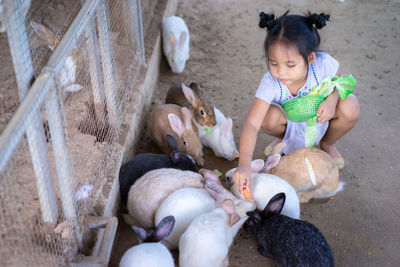 High angle view of girl feeding rabbits