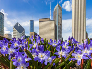 Close-up of purple flowering plant against buildings in city