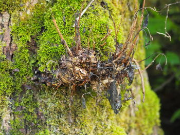 Close-up of lizard on tree trunk