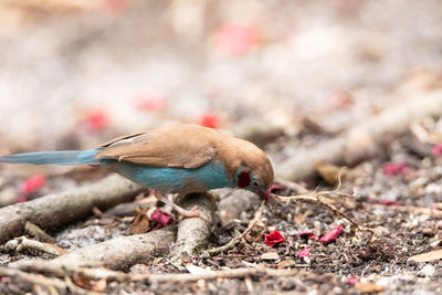 Male red cheeked cordon bleu bird uraeginthus bengalus is a tiny bird that comes from africa