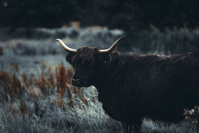 Portrait of cow standing on field